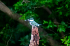 Chloroceryle amazona