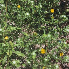 Grindelia