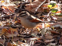 Tchagra australis