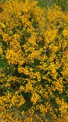 Acacia pulchella