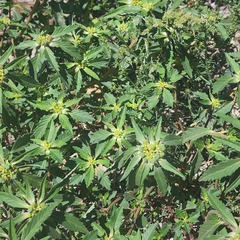 Euphorbia davidii