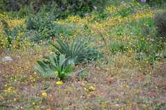 Boophone haemanthoides