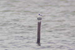 Sterninae