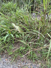 Bothriochloa laguroides