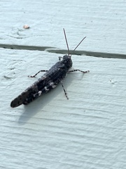 Trimerotropis verruculata