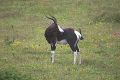 Damaliscus pygargus pygargus