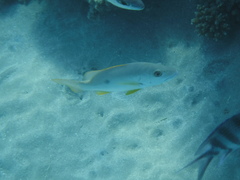 Lutjanus monostigma