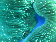 Heteractis magnifica