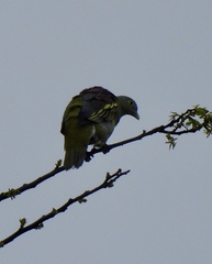 Treron griseicauda