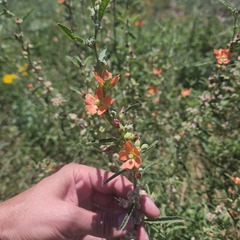 Sphaeralcea angustifolia
