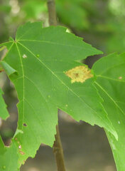 Acericecis ocellaris