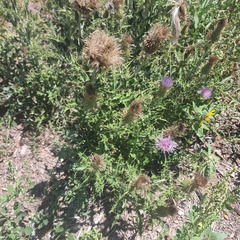 Cirsium ochrocentrum