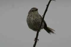 Prinia maculosa maculosa