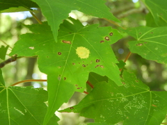 Acericecis ocellaris