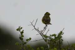 Crithagra flaviventris