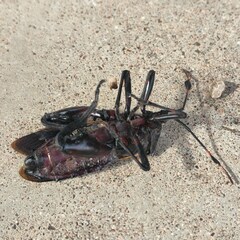 Pachylis neocalifornicus