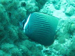 Chaetodon collare