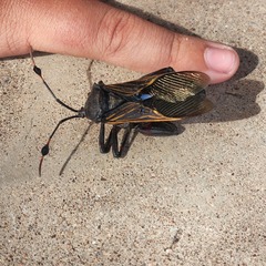 Pachylis neocalifornicus