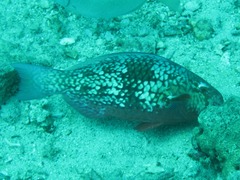 Scarus rubroviolaceus