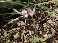 Colchicum lusitanum
