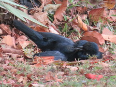 Onychognathus morio morio