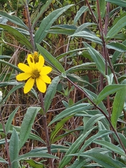 Helianthus eggertii