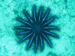 Acanthaster planci