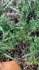Cyclospermum