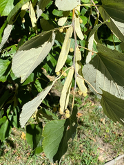Tilia platyphyllos