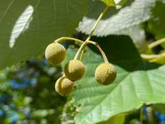 Tilia platyphyllos