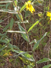 Helianthus eggertii