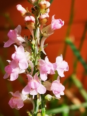 Linaria