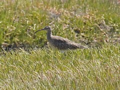 Numenius phaeopus