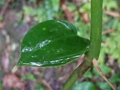 Rhaphidophora hongkongensis