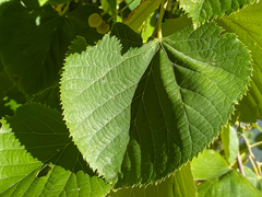 Tilia platyphyllos