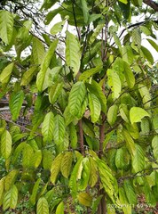 Stelechocarpus burahol