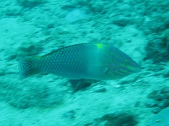 Halichoeres hortulanus