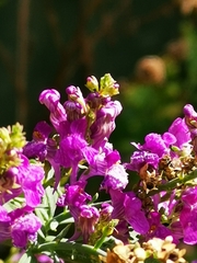 Linaria