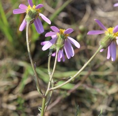 Senecio arenarius