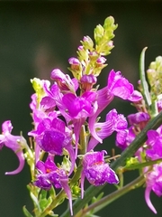 Linaria