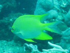 Amblyglyphidodon aureus