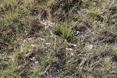 Senecio arenarius