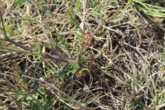 Senecio arenarius