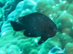 Dascyllus trimaculatus