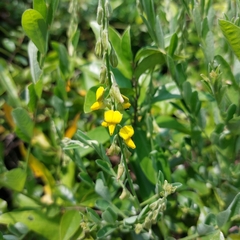 Sesbania cannabina