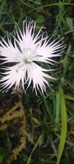 Dianthus hyssopifolius