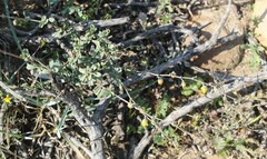 Hermannia cuneifolia