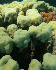 Porites nodifera