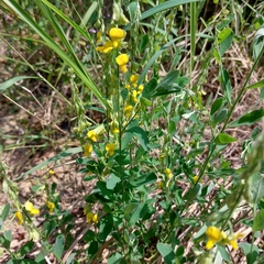Sesbania cannabina