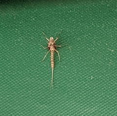 Callibaetis pictus